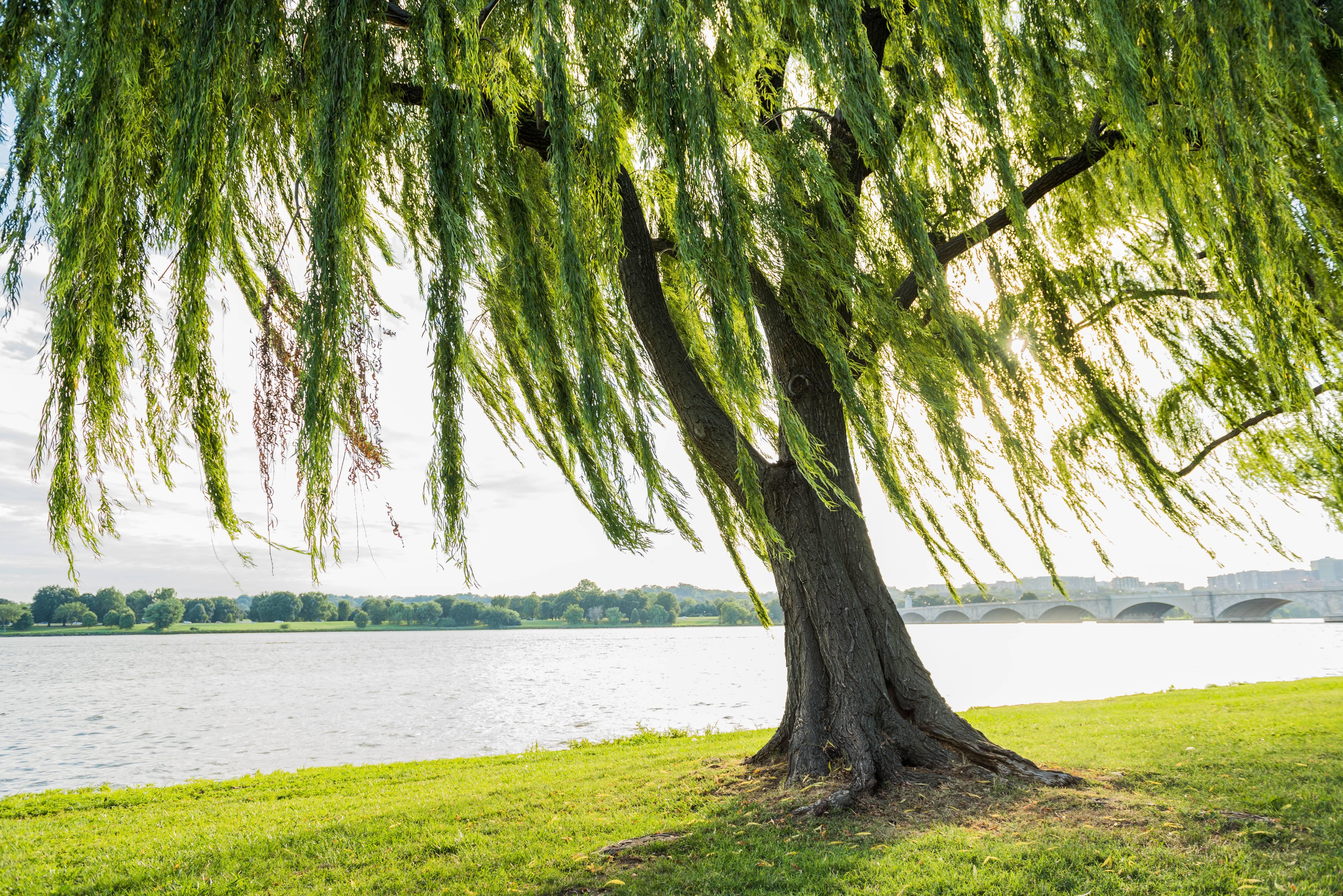 shutterstock_483202984