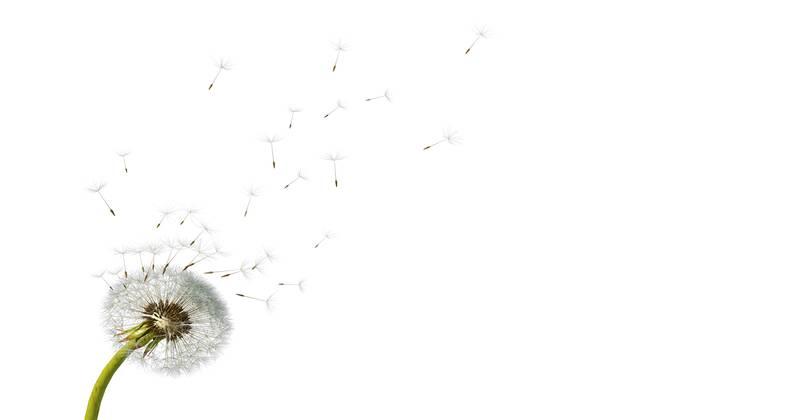 Biography of Tufayl ibn Amr al-Dawsi [radiyallahu anh]